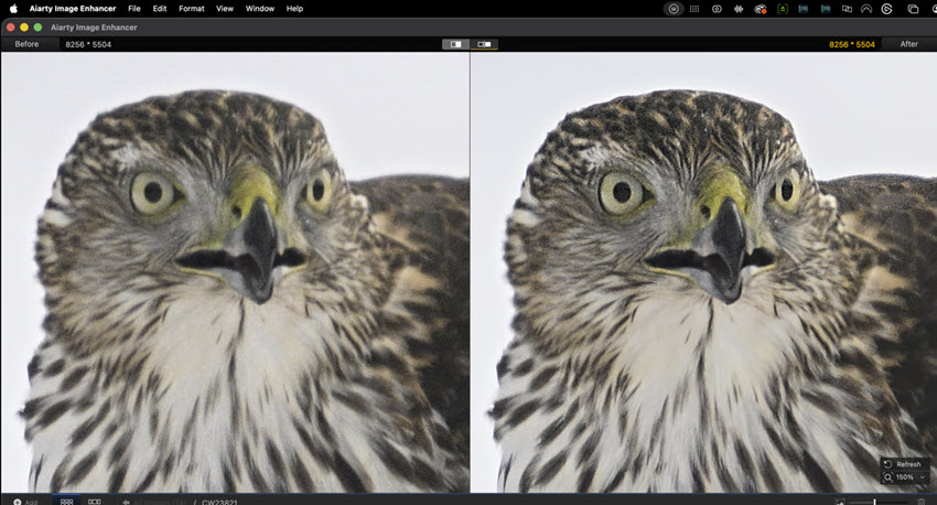 Inspect Eye Sharpess Wildlife Photography