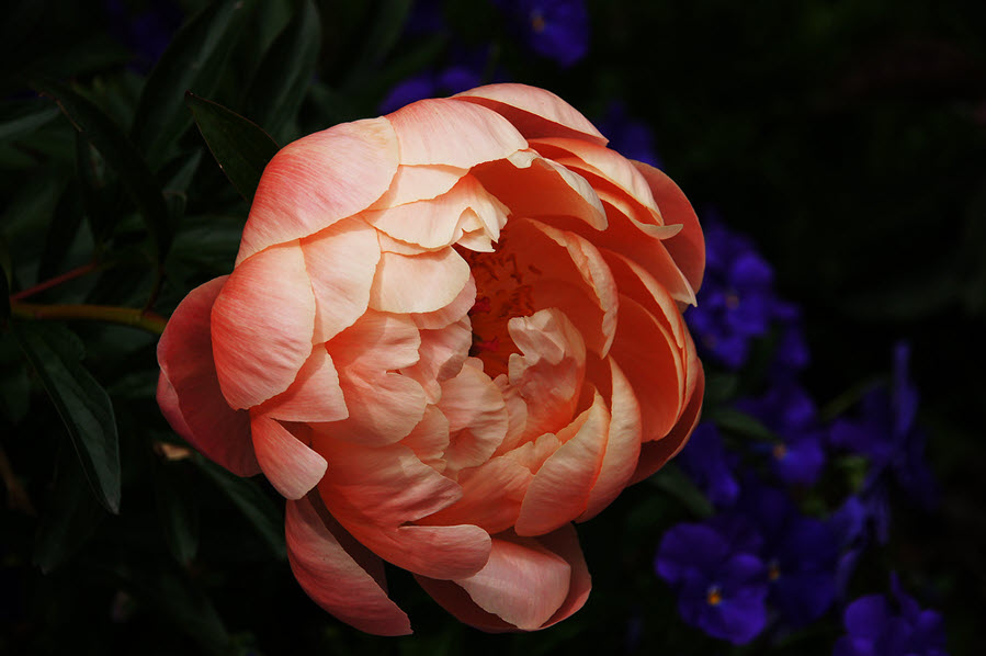 Low Key Flower Photography Peony