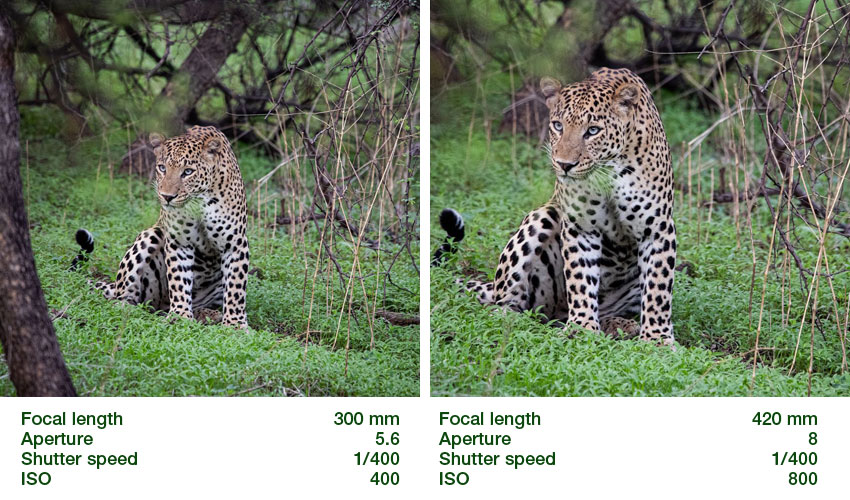 Choose the right focal length for wildlife photography